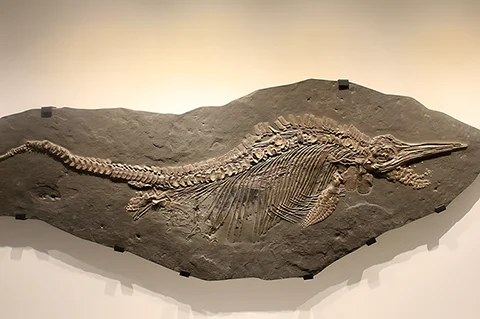 Ichthyosaur fossil