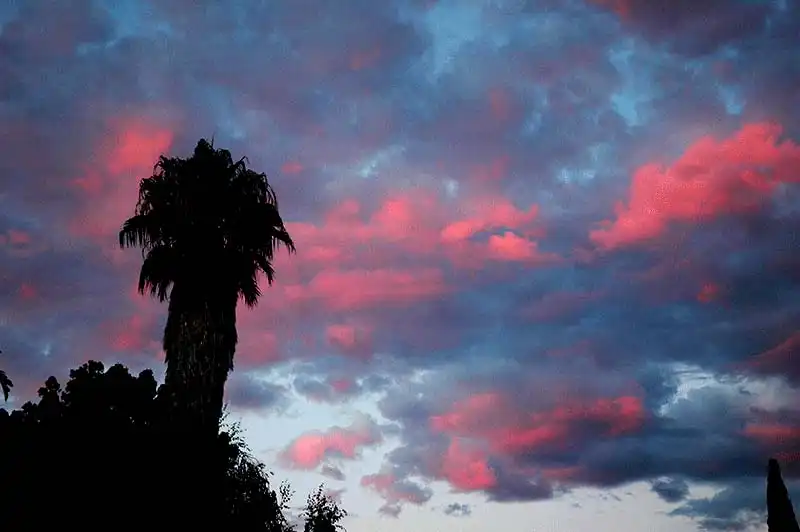 Palm After the Storm – photograph by Dennis R. Ling