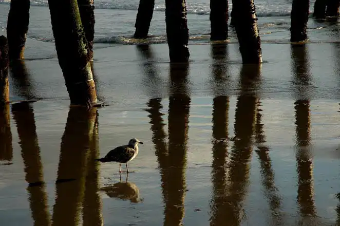 Alone After the Storm – photograph by Dennis R. Ling