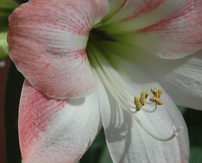 Amarillis - Color Photography