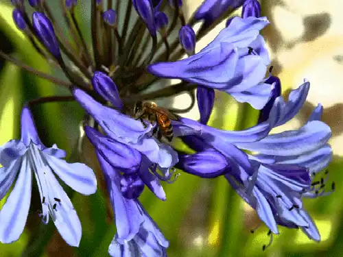 Bee Kind - Color Photography