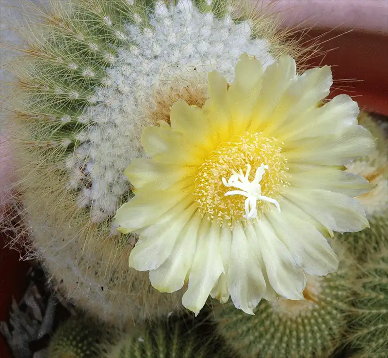 Cactus Flower - Color Photography