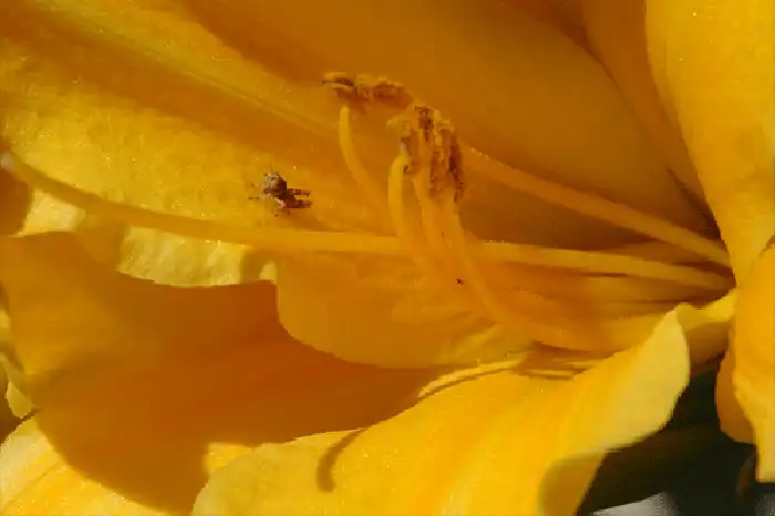 Jimminy Cricket - Color Photography