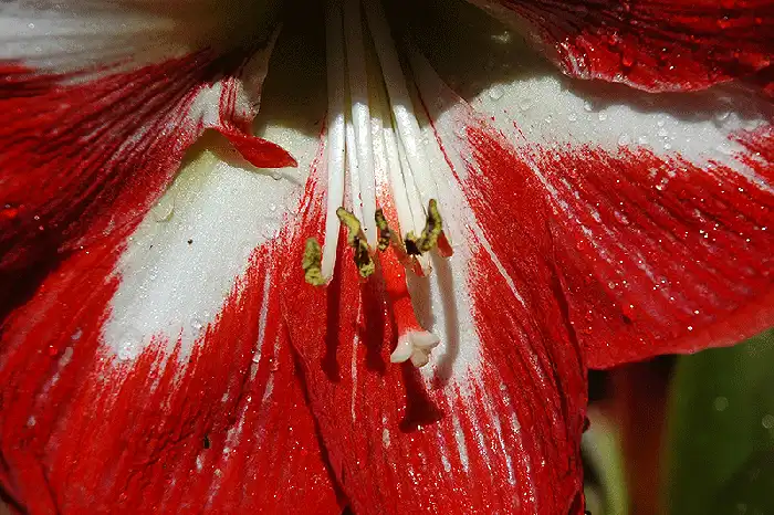 Amarillis - Color Photography