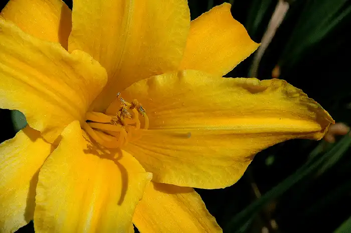 Lily in Gold - Color Photography