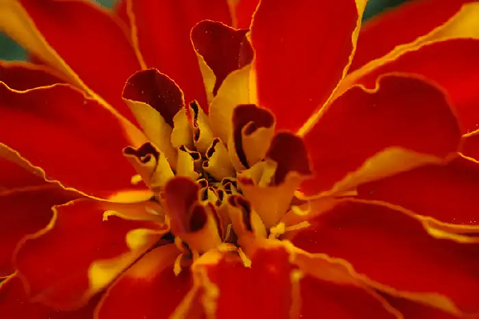 Mary Gold - Color Photography
