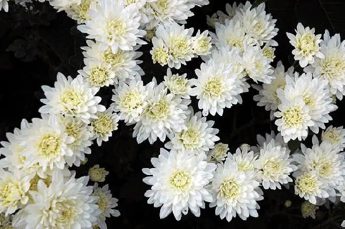 Mums the Word - Color Photography