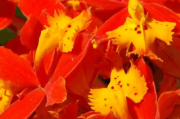 Orchids on Fire - Color Photography