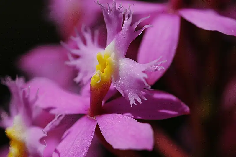 Orchid - Color Photography