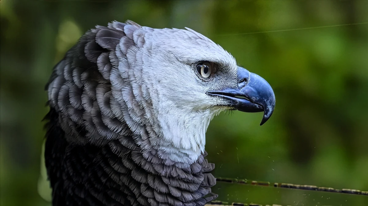 Harpie Eagle � Fantasy wallpaper by Dennis R. Ling