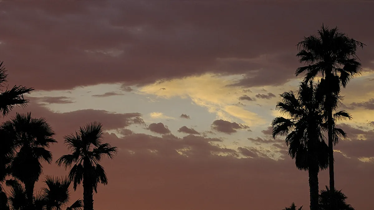 Palms2 � Landscape wallpaper by Dennis R. Ling